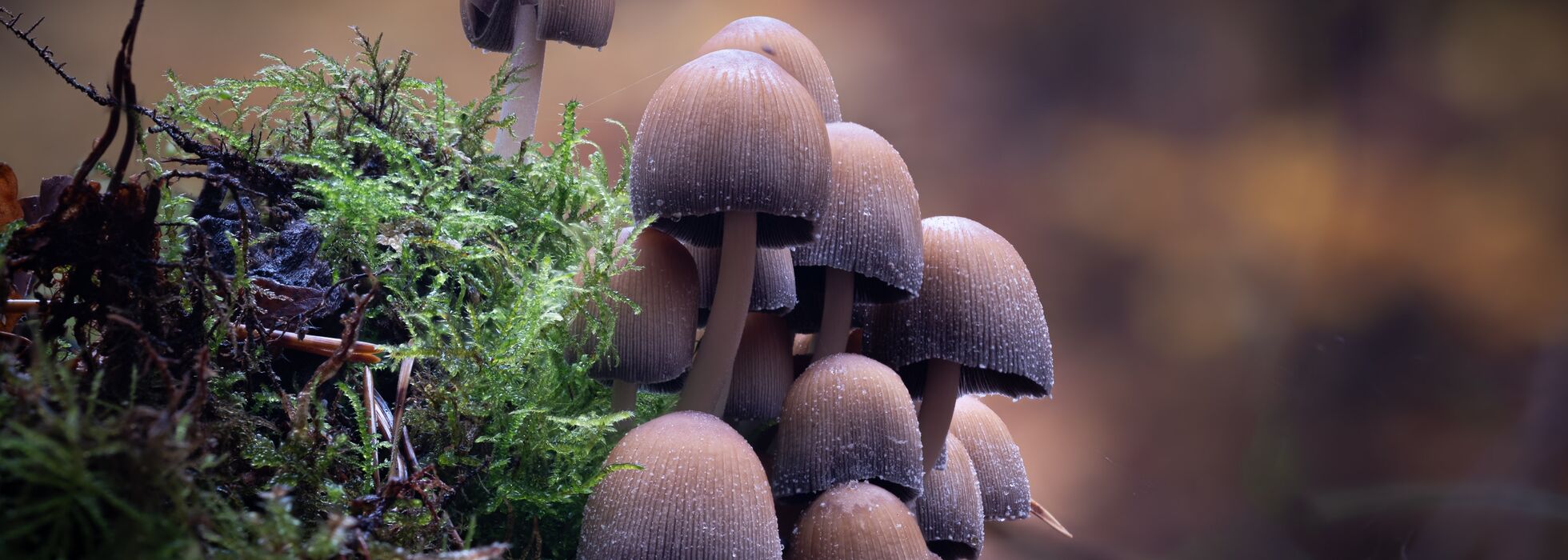 Coprinellus micaceus - Gemeiner Glimmertintling