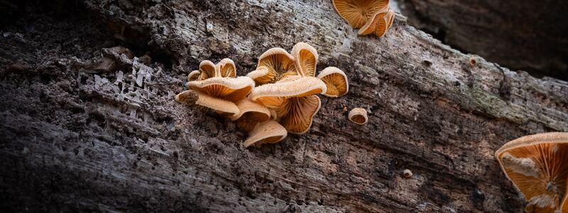Gemeiner Orangeseitling - Phyllotopsis Nidulans an Holz, klein und knäueling gewachsen