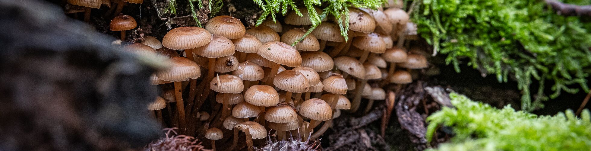 Ein Büschel Gemeiner Winterhelmling - Mycena tintinnabulum wächst unter Moos hervor
