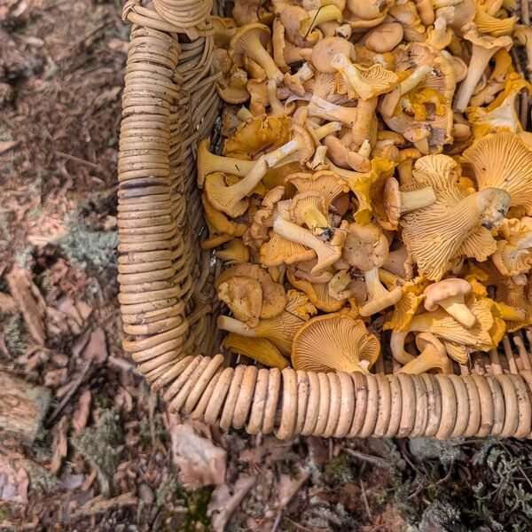 Ein Pilzkorb voller Echter Pfifferlinge (Cantharellus cibarius)