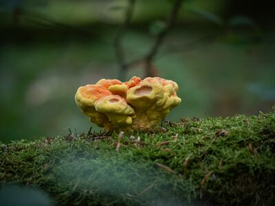 Junges Exemplar eines Schwefelporing - Laetiporus sulphureus auf einem Stamm