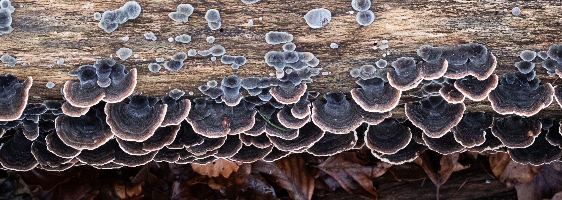 Schmetterlingstramete - Trametes versicolor an einem Buchenstamm ohne Rinde