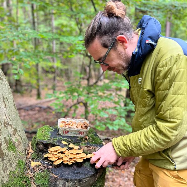 Martin Schittig (betreiber der Website) - Pilzsachverständiger - beim Sammeln von Stockschwämmchen (Kuehneromyces mutabilis) an einem abgeschnittenen Stamm