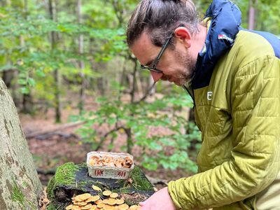 Martin Schittig (betreiber der Website) - Pilzsachverständiger - beim Sammeln von Stockschwämmchen (Kuehneromyces mutabilis) an einem abgeschnittenen Stamm