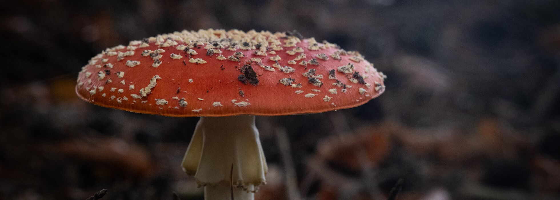 Amanita muscaria - Fliegenpilz
