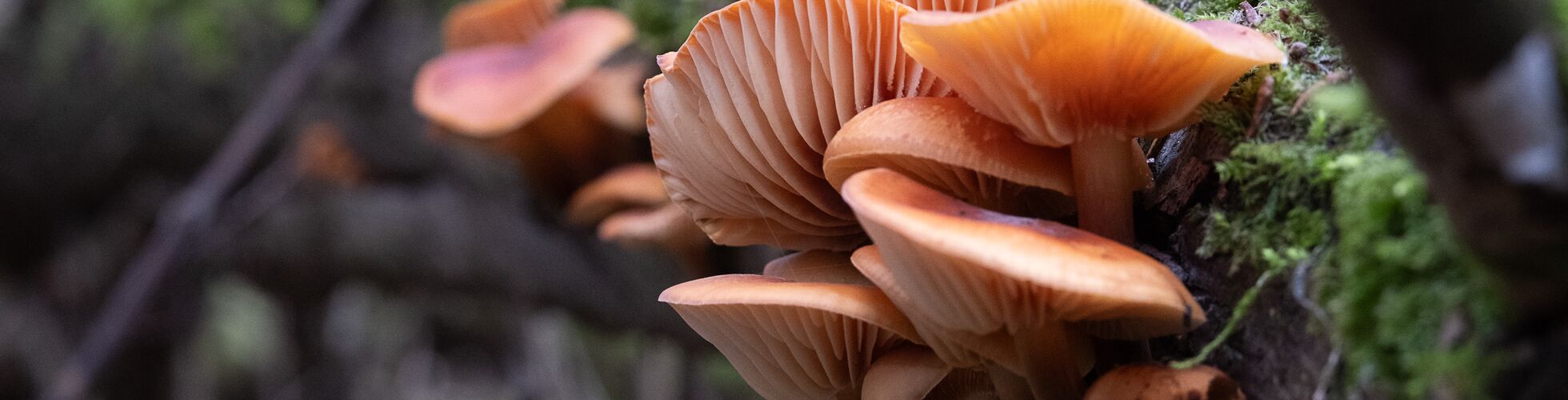 Samtfussrübling - Flammulina velutipes an einem Weidenast