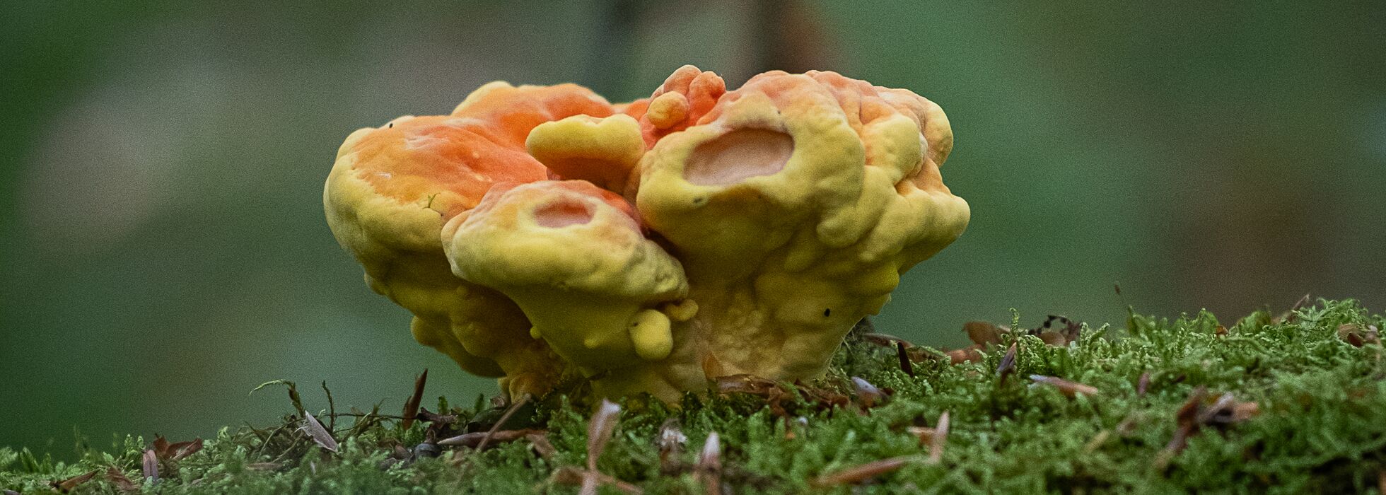 Junges Exemplar eines Schwefelporing - Laetiporus sulphureus auf einem Stamm