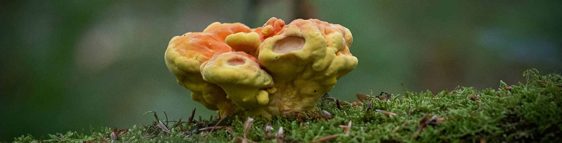 Junges Exemplar eines Schwefelporing - Laetiporus sulphureus auf einem Stamm