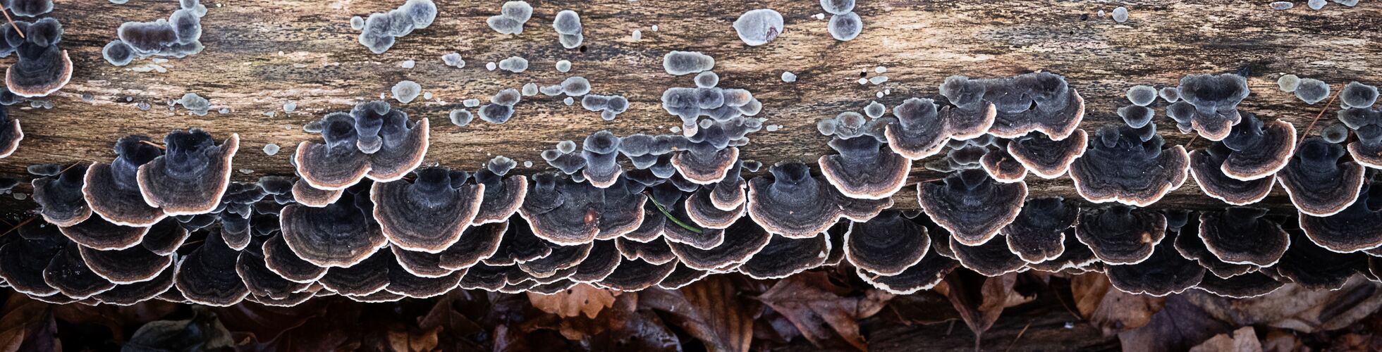 Schmetterlingstramete - Trametes versicolor an einem Buchenstamm ohne Rinde