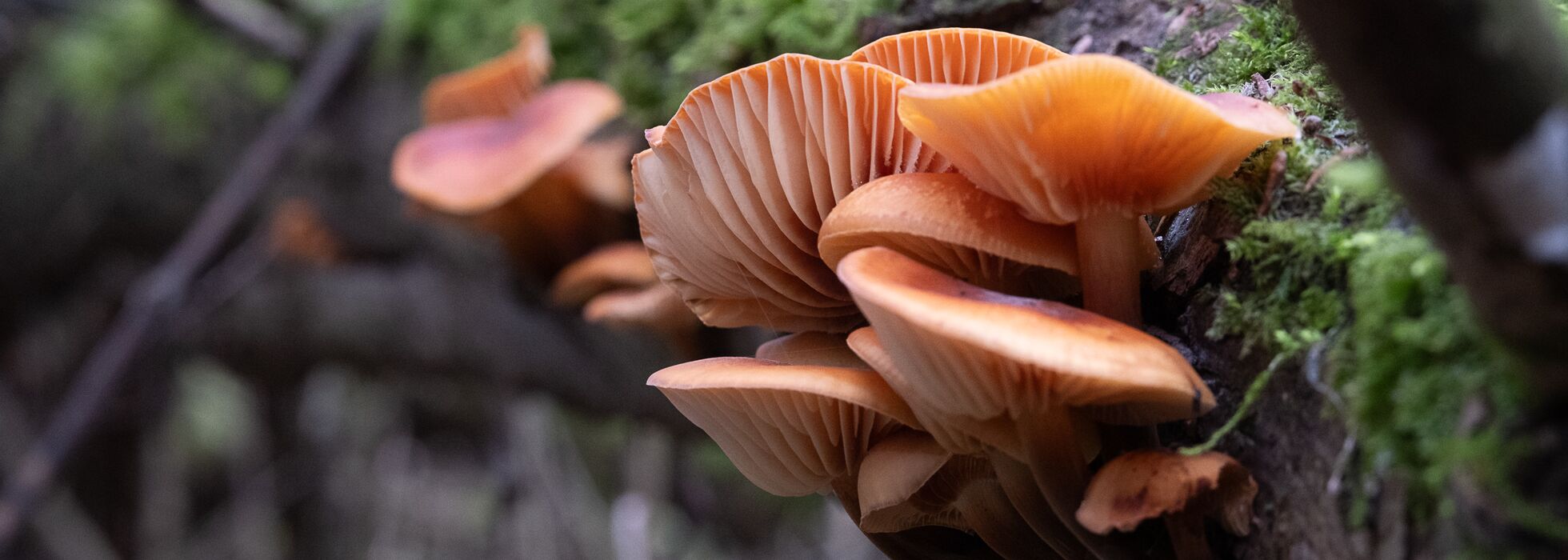 Samtfussrübling - Flammulina velutipes an einem Weidenast