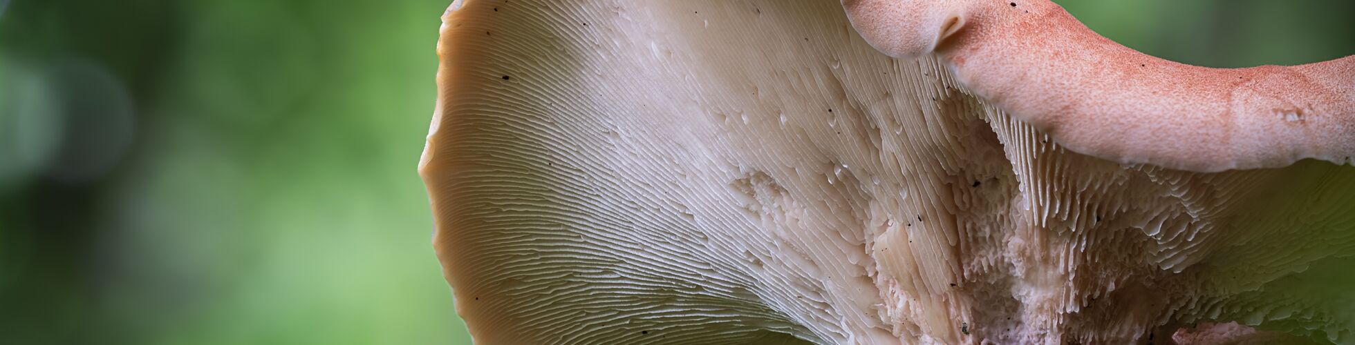 Lammelen des Becherförmigen Sägeblättling - Lentinus cyanthiformis