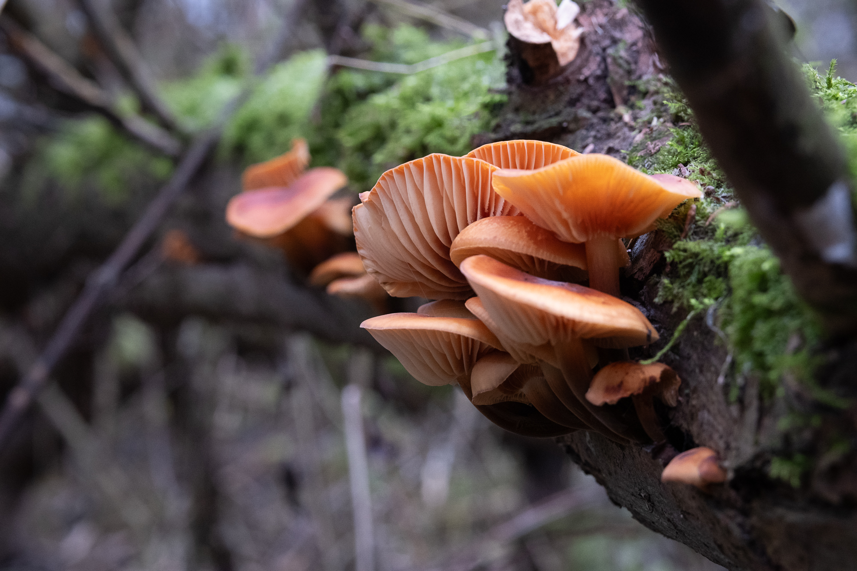 Samtfussrübling - Flammulina velutipes an einem Weidenast